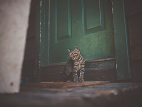 5 astuces essentielles pour garantir la sécurité de votre chat à la maison