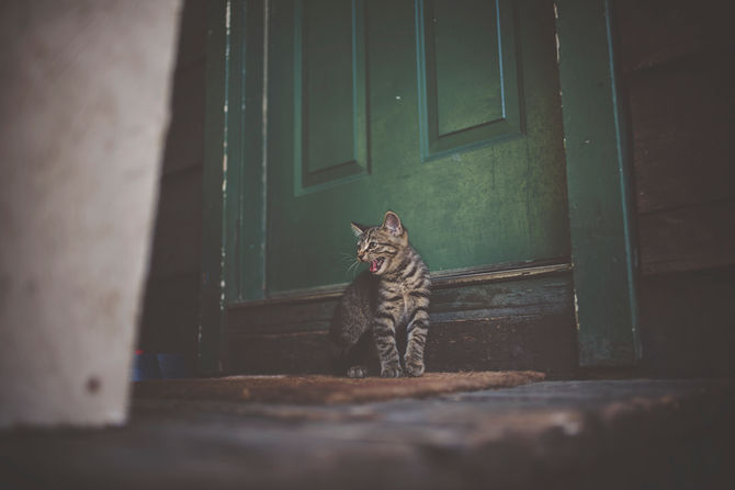 DON'T BE LIKE THE CAT!