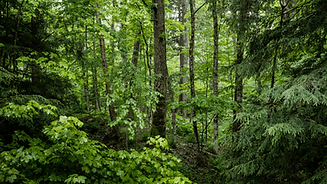 Carbon Project Development in Indonesia Provide Economic Benefits.png