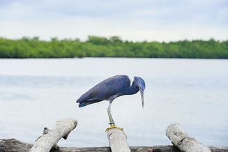 Carbon Project Development in Indonesia Provide Environmental Benefits