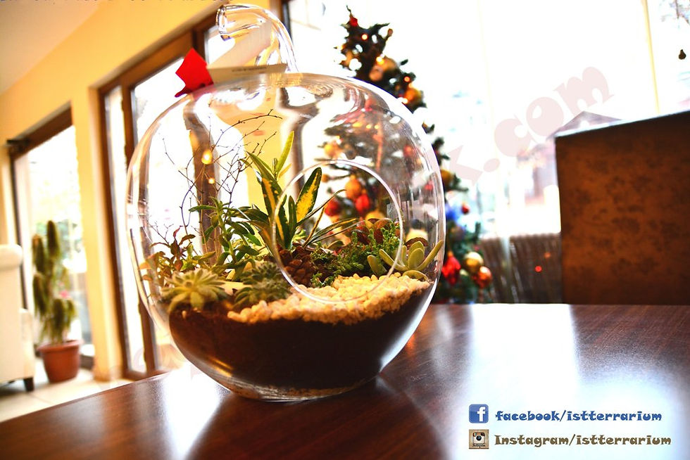 İstterrarium