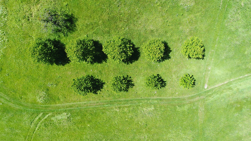 Aerial View of Trees