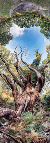 Pig Bush, RHS, Saatchi Gallery