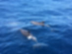 Delfine Mallorca Segeln