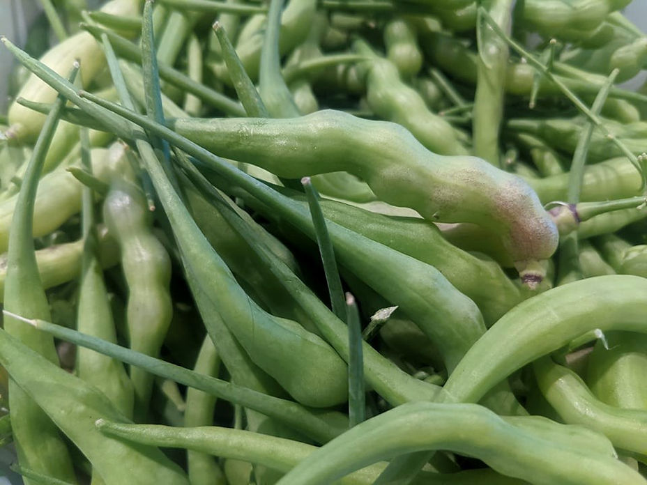 Promo 27 (July 23) - podding rat tail radishes.jpg