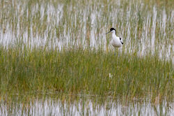 Avocette