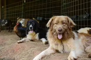 Exploring the Canine Legacy of Bansko: A Fun and Fearless Guide to Local Dogs