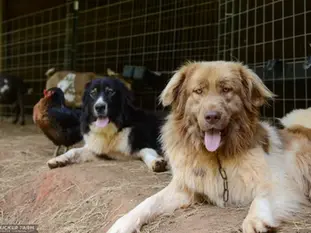 Exploring the Canine Legacy of Bansko: A Fun and Fearless Guide to Local Dogs