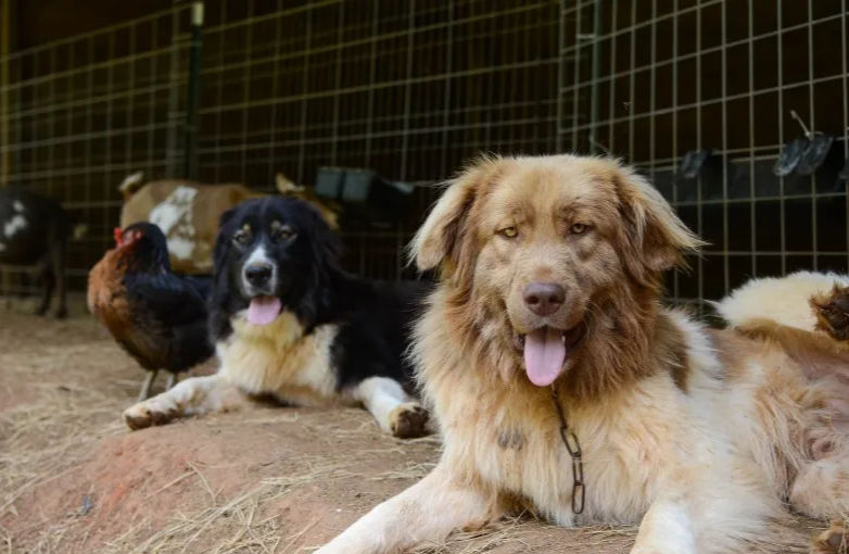 Bulgarian Sheepdog - The Mighty Karakachan
