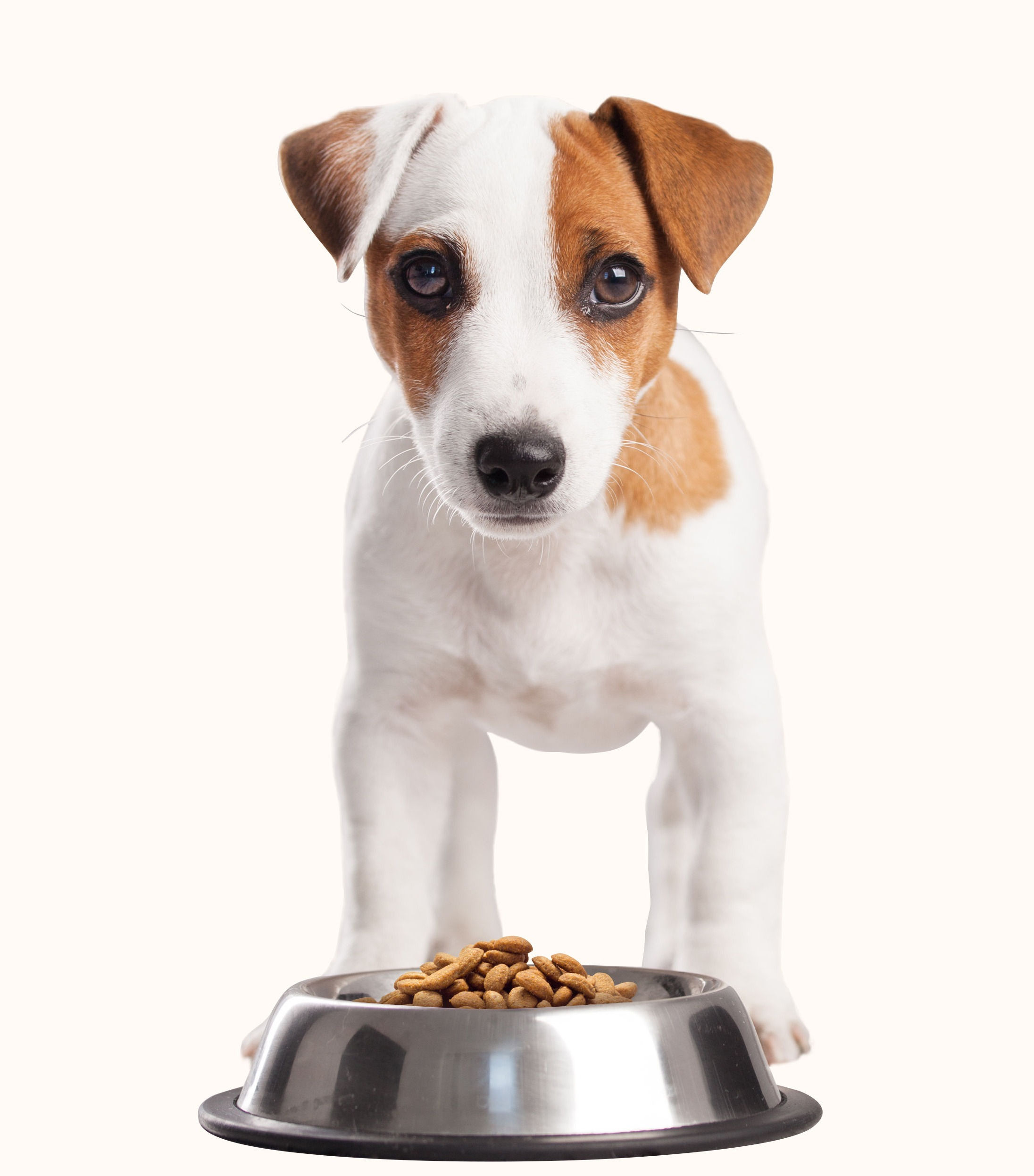 Puppy Raising Consulation