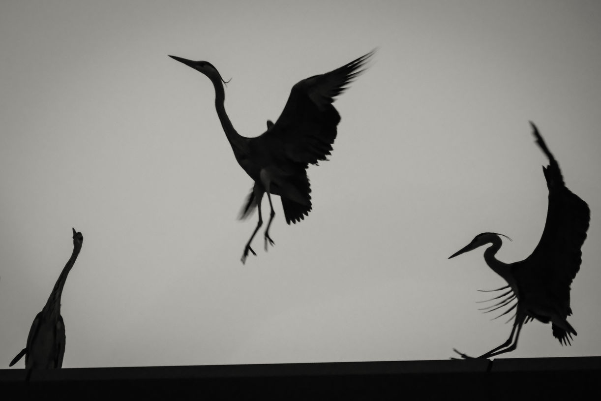 wildlife tokyo-1413.jpg