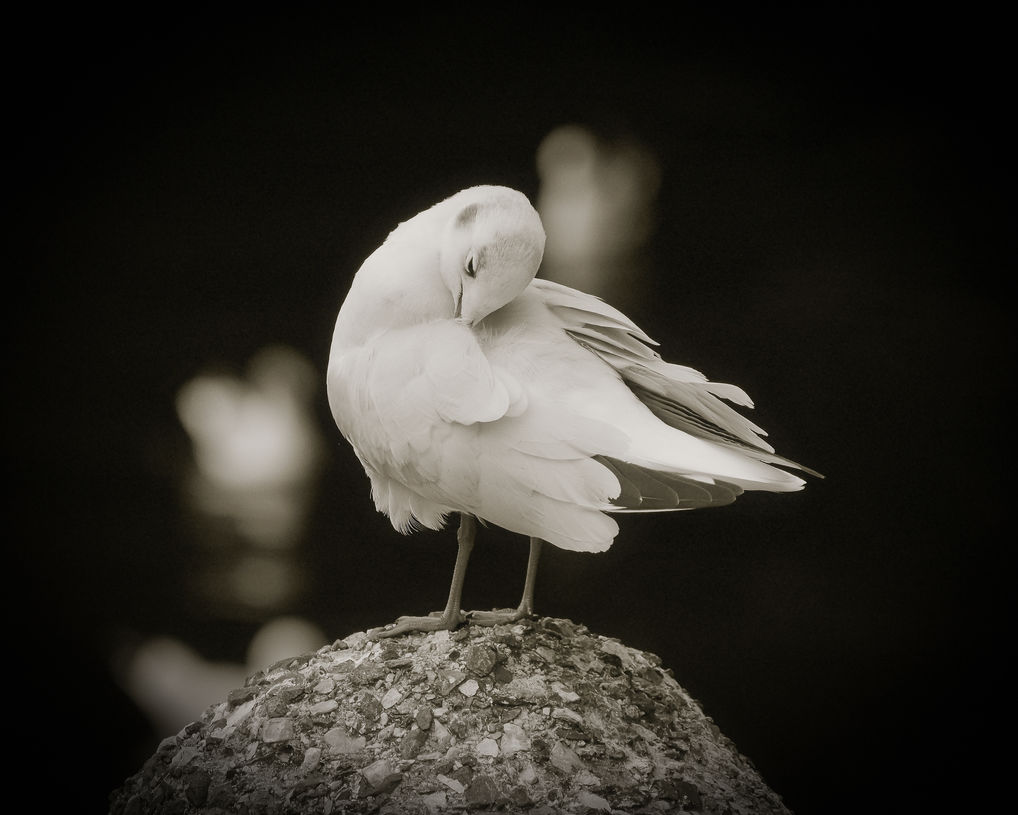 birds 2023 edited v-1593.jpg