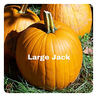 Large Jack.JPEG