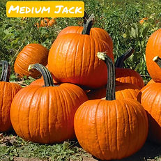 Medium Jack.jpeg