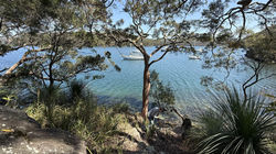 Sandstone foreshore and trees at the water's edge below the site