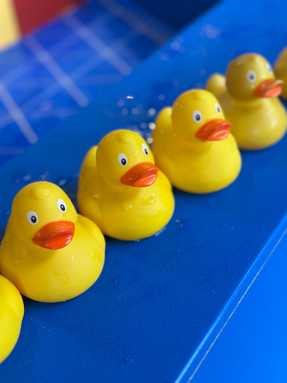 A row of yellow rubber ducks.
