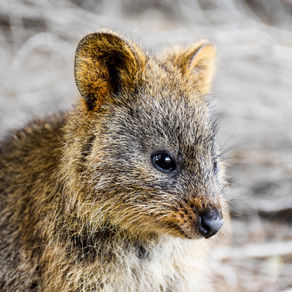 Rottnest Island