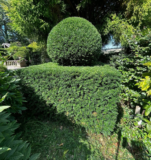 Ollies Grounds Maintenance Service Exeter Devon Hedge and Garden Service.png
