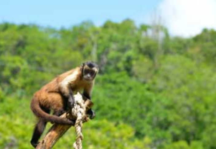 Monkey at Cap Cana animal encounter exhibit.