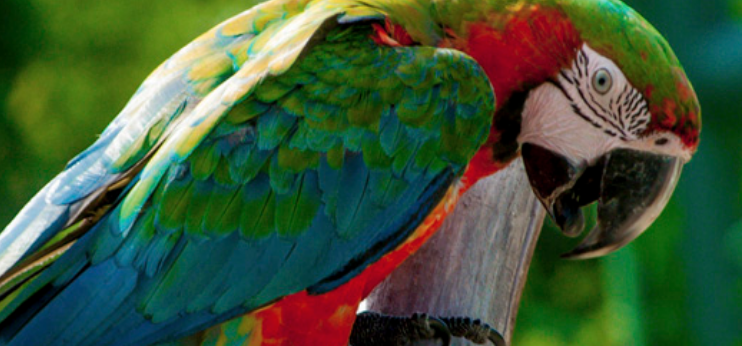Close-up of colorful macaws and tropical birds at the Cap Cana animal encounter exhibit.