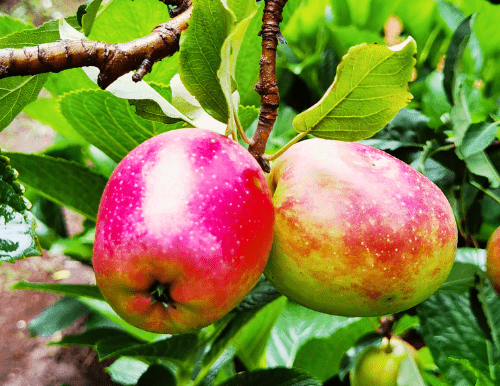 Best fruit trees for your backyard shade