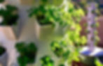 growing-micro-greens