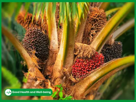 Palm Oil and Metabolic Balance: Why the Right Fats Matter 