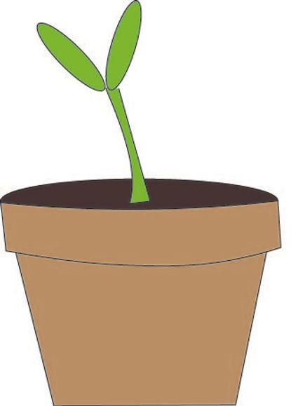 plant.jpg