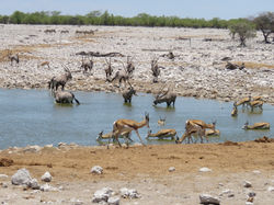 waterplaats in Etosha Park