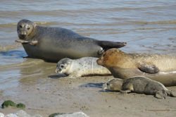 Zeehonden bij de Punt van Reide