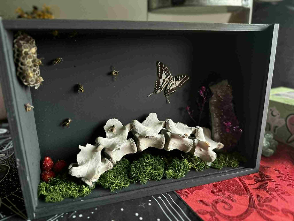 Spine butterfly bees and amethyst box