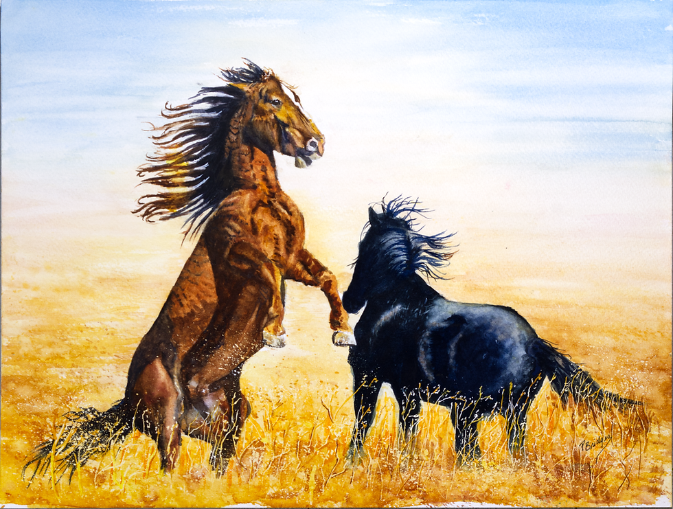 Two wild horses in watercolor