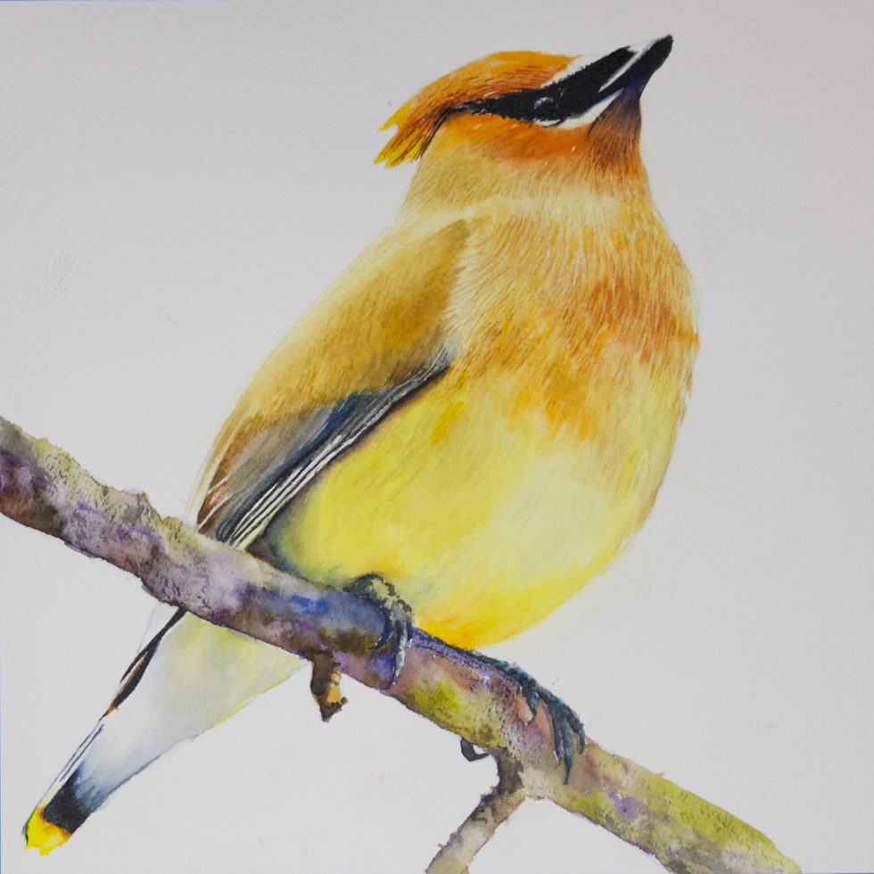Thumbnail: Cedar Wax Wing yellow bird in watercolor