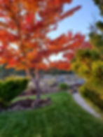 TREES