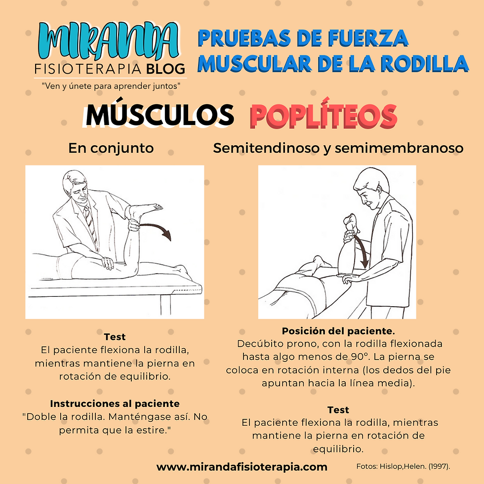 Pruebas de fuerza muscular de la rodilla: Músculos poplíteos (biceps crural, semitendinoso y semimembranoso)