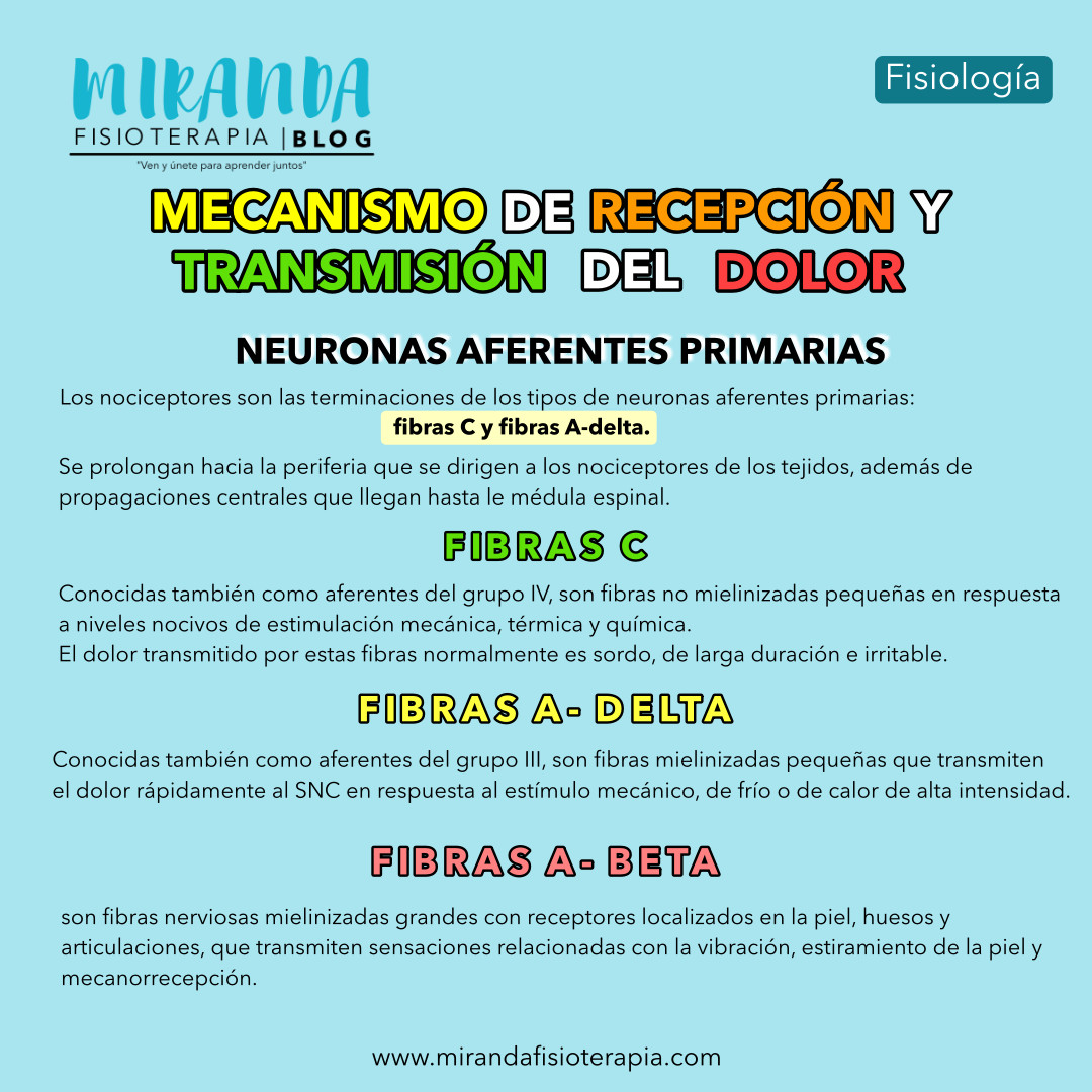Neuronas aferentes primarias