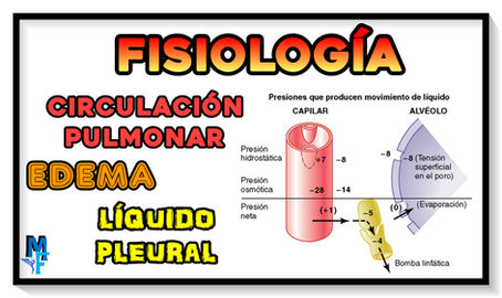 Circulación pulmonar, edema pulmonar y líquido pleural 