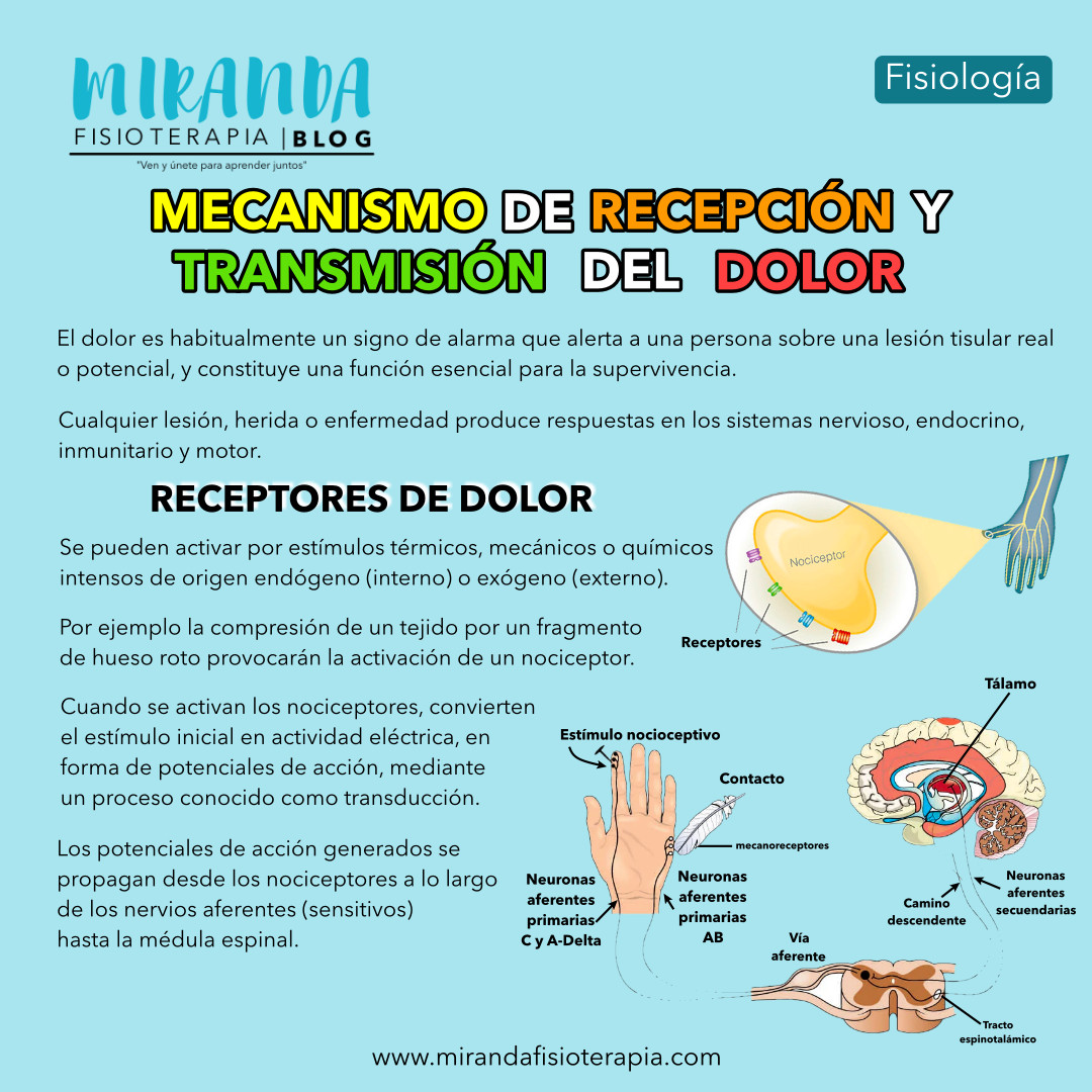 Receptores del dolor