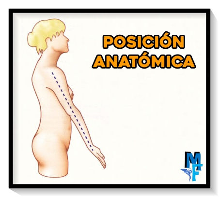 Amplitud de movimiento del codo- posición anatomica - FACTORES DE COAPTACIÓN Y AMPLITUD DE MOVIMIENTO DEL CODO