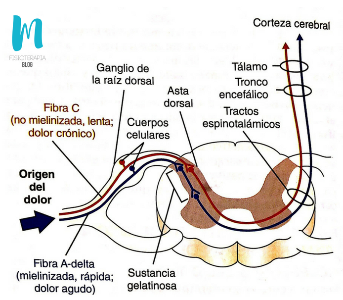Mecanismo de recepción y transmisión del dolor Mecanismo de recepción y transmisión del dolor