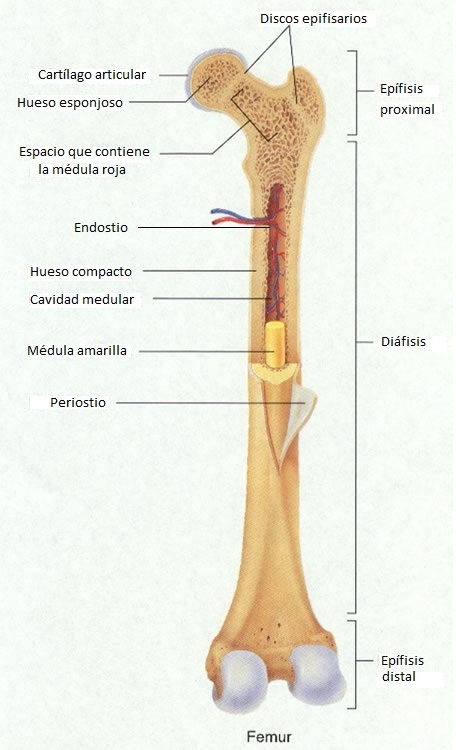Estructuras y clasificación del hueso