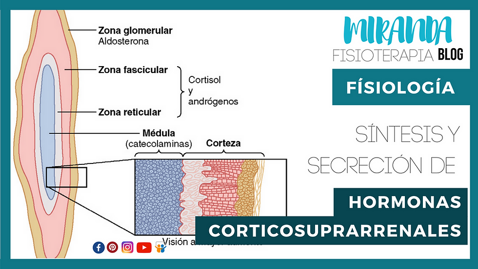 síntesis y secreción de hormonas corticosuprarrenales