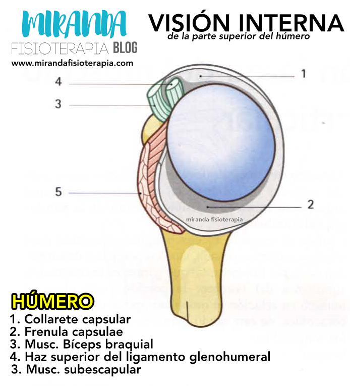 Cápsula y ligamentos del hombro Cápsula y ligamentos del hombro