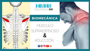 Músculo supraespinoso y aducción (hombro)