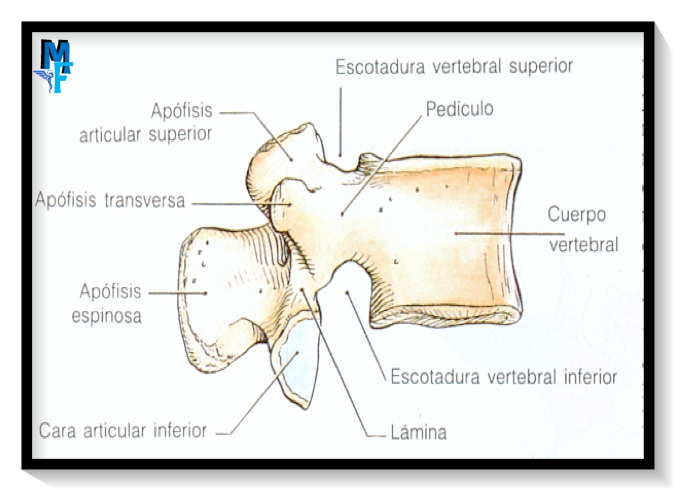 estructura vertebral lateral