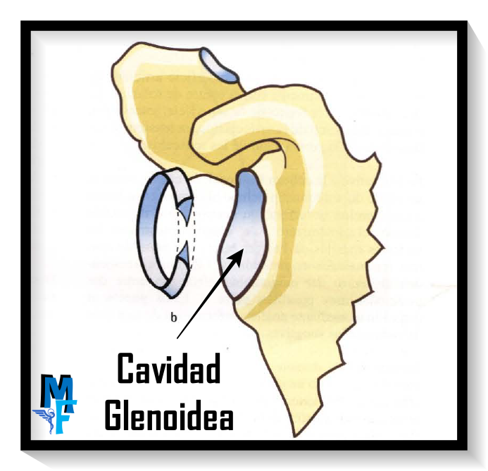 hombro: articulación glenohumeral: cavidad glenoidea