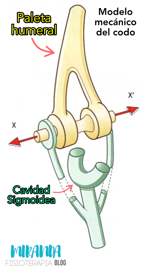 modelo mecánico del codo: paleta humeral y cavidad sigmoidea