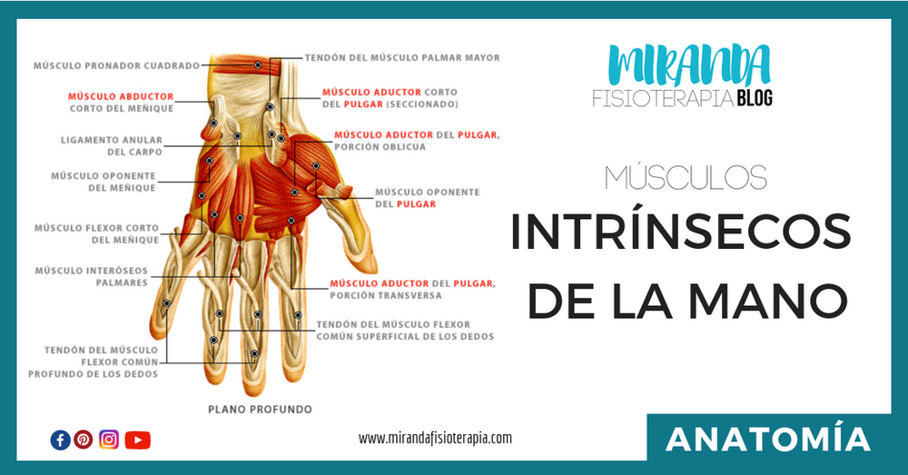 Músculos intrínsecos de la mano Músculos intrínsecos de la mano