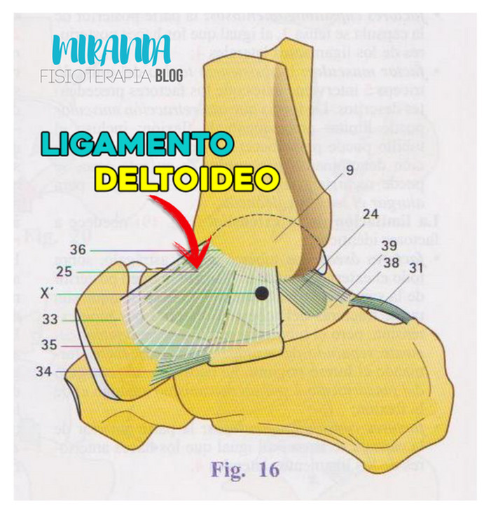 Ligamento deltoideo