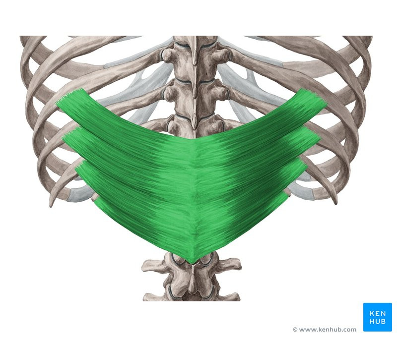 Músculos superficiales e intermedios del dorso - serrato posterior superior e inferior